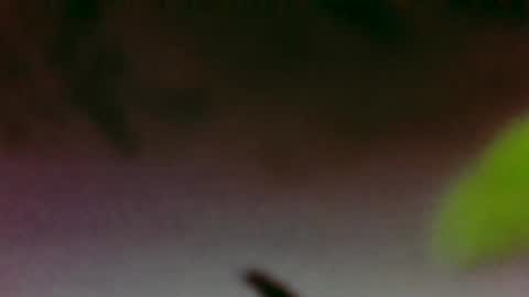 Boi online show from 11-26-25, 03:40