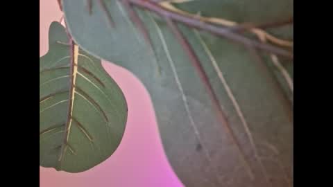 Snapshot of isabellacloverlove chatting on 09-18-25, 04:58 Isabella online show from 09-18-25, 04:58