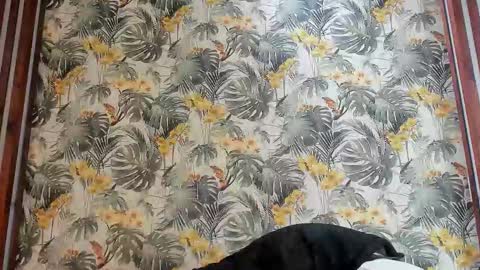 Snapshot of italomoore chatting on 09-25-25, 11:03 Italo Moore online show from 09-25-25, 11:03