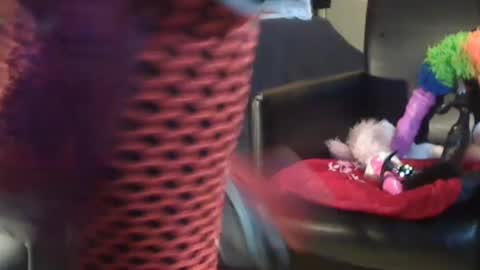 Snapshot of jacekwrrr chatting on 12-28-24, 10:58 JACKSLUT BUY ME . FAN CLUB MEMBERS AND THOSE WHOM THE MEMBERS INDICATE SISY SLUT PROVIDES THEM FREE SERVICES online show from 12-28-24, 10:58