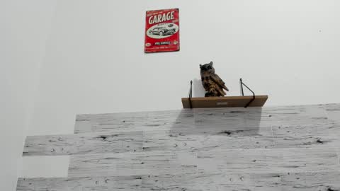 Jaycreedd online show from 11-25-25, 02:11