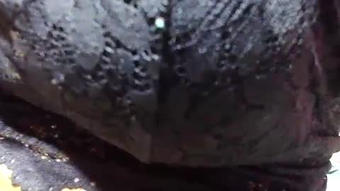 jaysonata215 online show from 12-09-24, 11:15