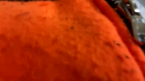 jeddahdolly online show from 05-10-26, 03:50