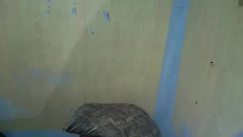 Snapshot of jillian_fuckdoll chatting on 12-22-25, 02:58 jillian_fuckdoll online show from 12-22-25, 02:58