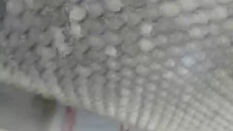 Giovanni50pro online show from 09-17-25, 12:40