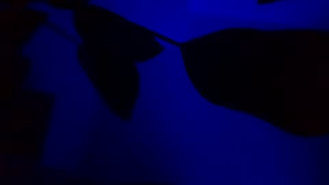 Karla Gonzaless online show from 11-14-25, 03:05