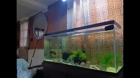 LOUiViLAN online show from 12-30-24, 02:40