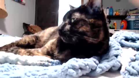 Snapshot of lancehardin chatting on 03-11-26, 11:11 Lance online show from 03-11-26, 11:11