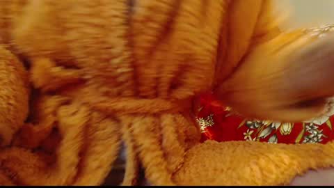 laralhotr online show from 01-14-25, 12:54