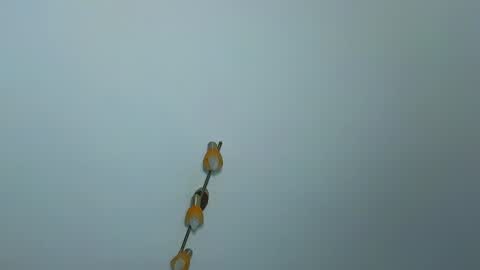 LauraMirage online show from 12-30-24, 07:26