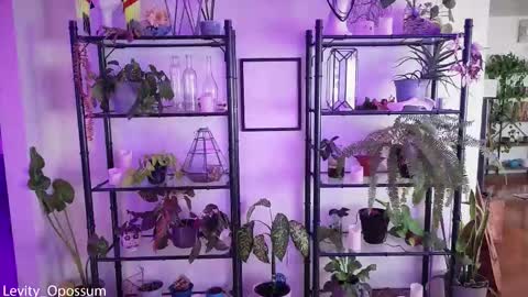 Levity online show from 11-28-25, 11:07