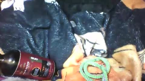 lovaelisa online show from 10-18-25, 06:48