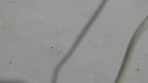 Snapshot of lovecreyzyshowcam chatting on 09-11-25, 03:56 Frank and Nathy online show from 09-11-25, 03:56