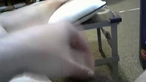 Snapshot of manumanu8585 chatting on 02-03-26, 01:38 manumanu8585 online show from 02-03-26, 01:38