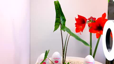 manup1977 online show from 12-15-25, 12:04