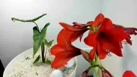 manup1977 online show from 12-15-25, 12:09