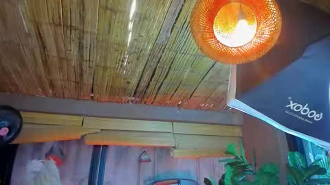 marcovitto online show from 11-18-25, 07:29