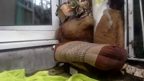 Snapshot of matureman1234 chatting on 10-29-25, 10:06 matureman1234 online show from 10-29-25, 10:06