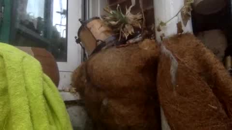 Snapshot of matureman1234 chatting on 11-05-25, 08:25 matureman1234 online show from 11-05-25, 08:25