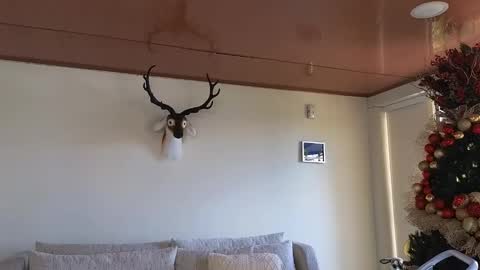 Snapshot of maximohoot chatting on 12-08-24, 07:22 Sebastian online show from 12-08-24, 07:22