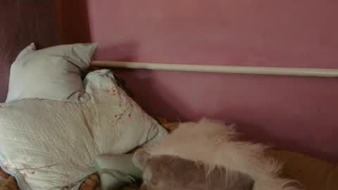 Oltereodora-lima online show from 06-27-26, 12:22