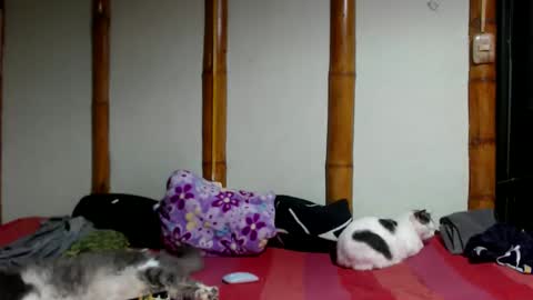 Mia  Sam online show from 03-22-26, 12:25