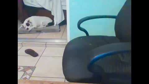 Snapshot of mobiledui chatting on 02-16-25, 09:37 mobiledui online show from 02-16-25, 09:37