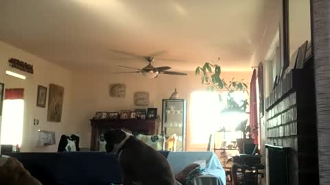 Monkee Dance online show from 12-02-24, 06:54