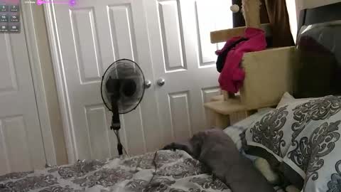 MrsJess online show from 11-17-25, 06:03