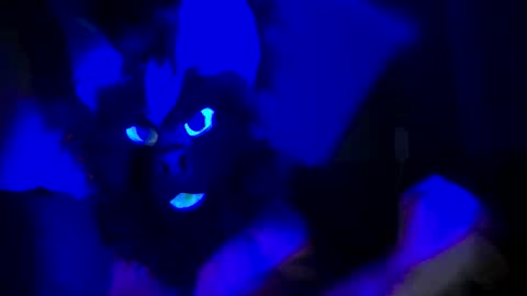 n33ds2br33d online show from 10-19-25, 03:07