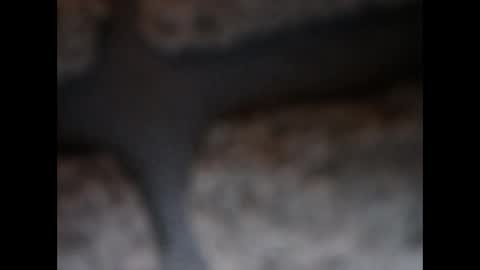 naughtypanties123 online show from 03-11-26, 06:08