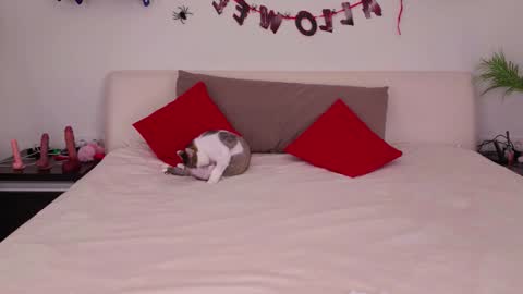 Belle online show from 11-03-25, 01:08