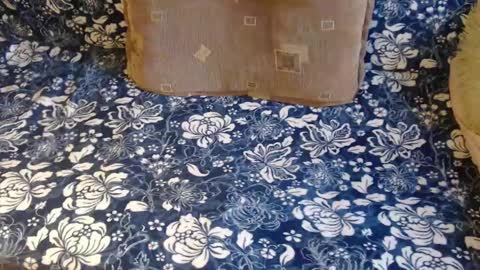 Lilly  online show from 02-01-25, 12:47