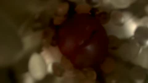 Snapshot of nocturnusfuz chatting on 01-30-25, 02:47 nocturnusfuz online show from 01-30-25, 02:47