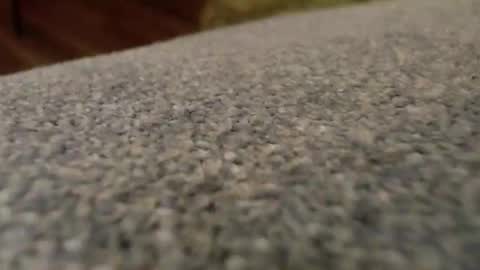 Snapshot of npbear chatting on 12-15-25, 06:50 Bearman online show from 12-15-25, 06:50