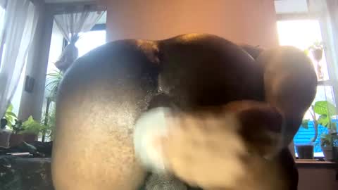 bbygtbckkk online show from 01-03-25, 08:54