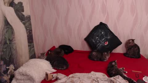 Olivia online show from 02-05-25, 08:46