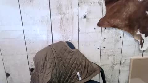 kinkynerd online show from 10-18-25, 07:14