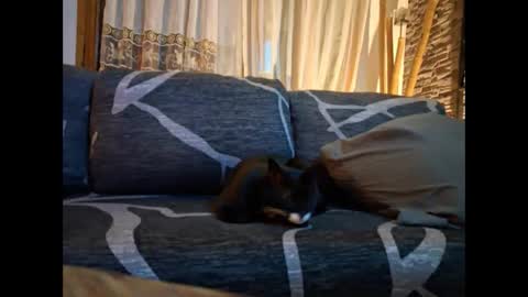 Snapshot of p326032 chatting on 11-03-25, 08:54 p326032 online show from 11-03-25, 08:54