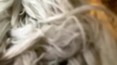 Poonshiner online show from 12-03-24, 07:44