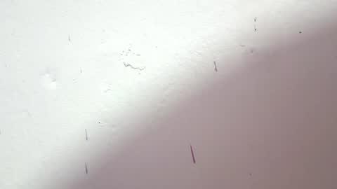 Snapshot of petiteivoryqueen chatting on 07-03-26, 03:46 danna online show from 07-03-26, 03:46