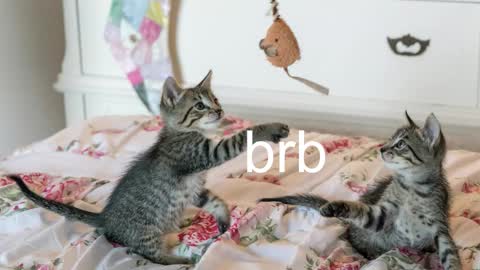 Kitty online show from 11-17-25, 07:08