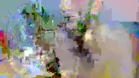 pipe_sexxx online show from 10-14-25, 02:34