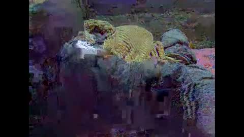 precious_nesh online show from 05-21-26, 07:15