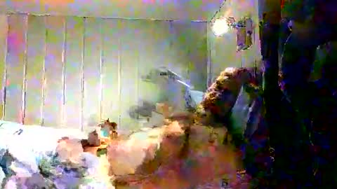 Snapshot of real_viking1 chatting on 12-17-25, 07:58 real_viking1 online show from 12-17-25, 07:58