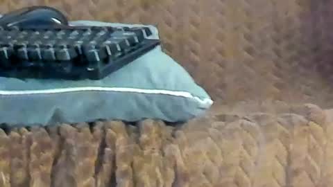 Snapshot of rouse_sexy_hotxx77 chatting on 06-14-26, 03:08 rouse_sexy_hotxx77 online show from 06-14-26, 03:08