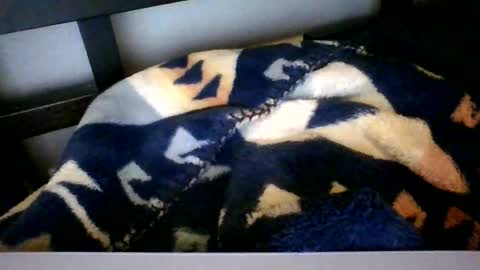 Snapshot of royboy2561 chatting on 02-06-26, 09:45 Roy Murrin online show from 02-06-26, 09:45