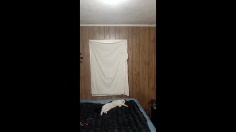 Snapshot of sailaway9694 chatting on 02-03-26, 07:46 PupTwink online show from 02-03-26, 07:46