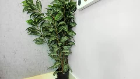 Scarlett 3 online show from 02-26-26, 03:05