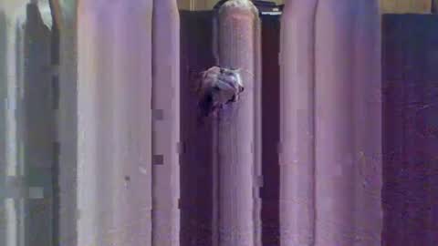 sexybeast_2 online show from 09-09-25, 11:43